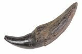 Fossil Odontocete (Toothed Whale) Tooth - Maryland #71105-1